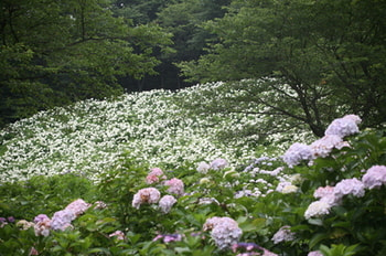 IMG_0239.jpgのサムネール画像